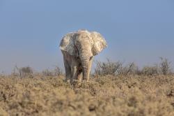 草原上的野生非洲象