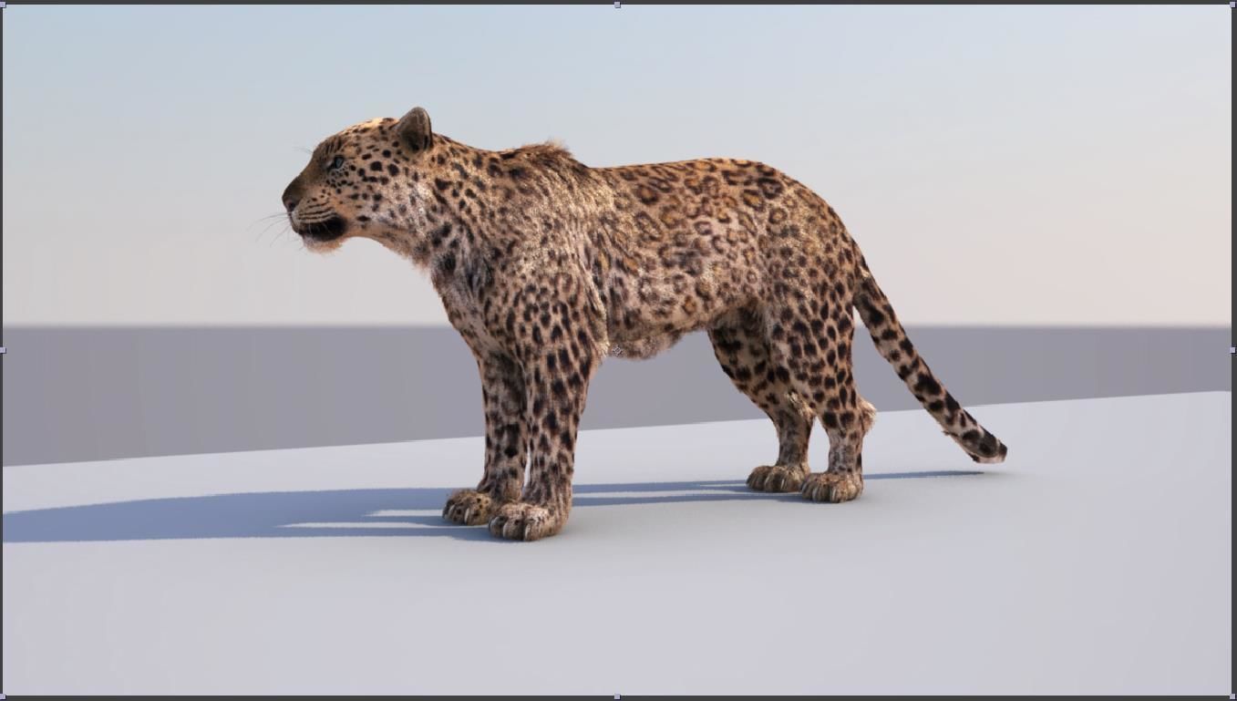 豹子3D模型0