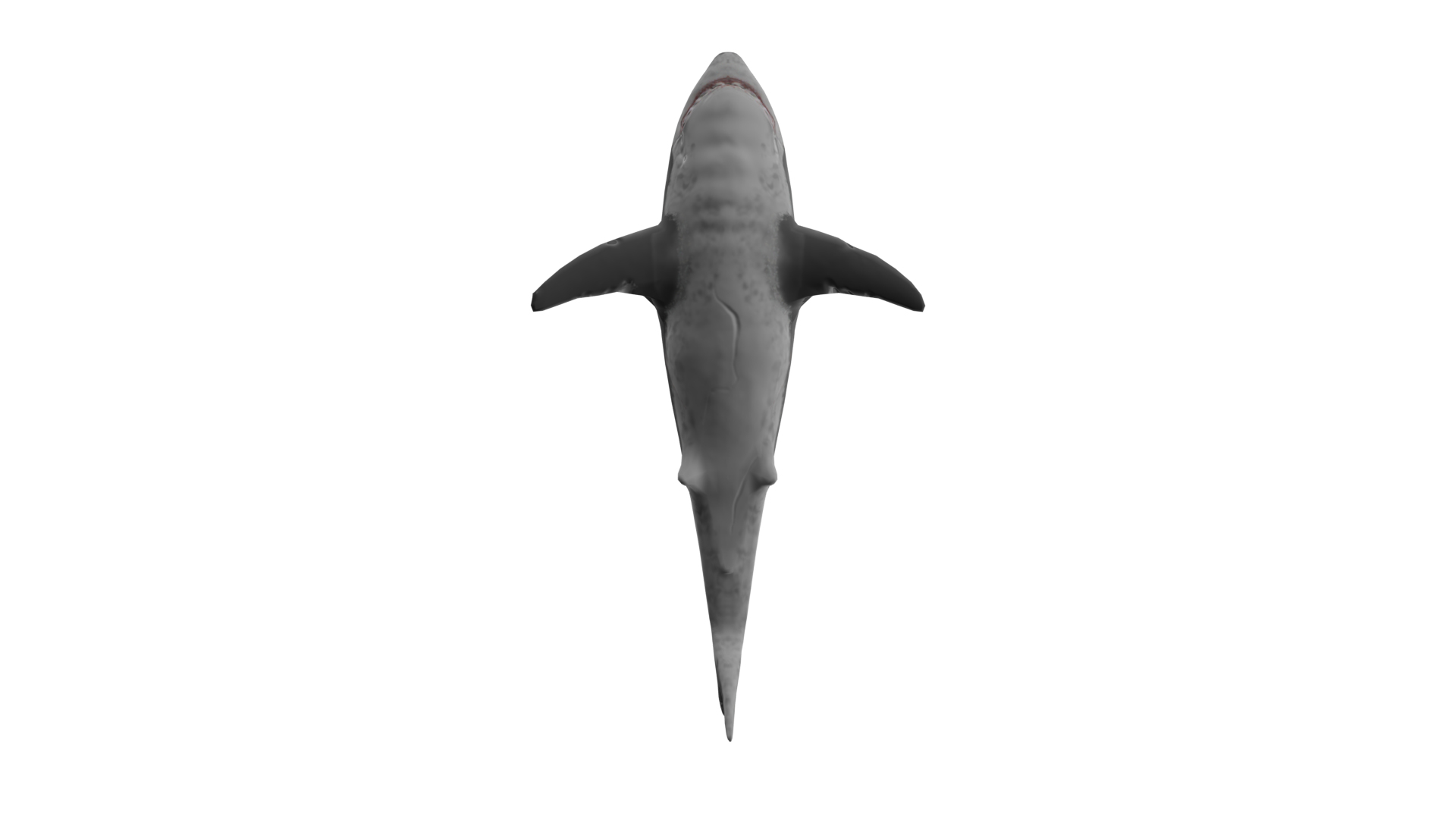 大白鲨模型4