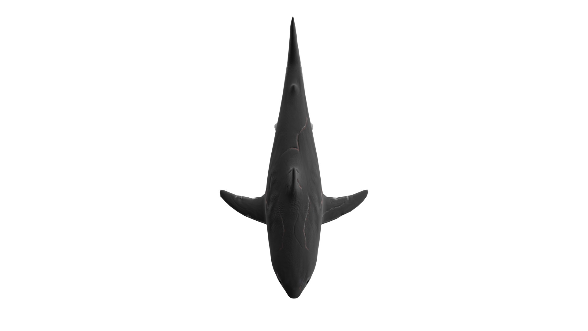 大白鲨模型3