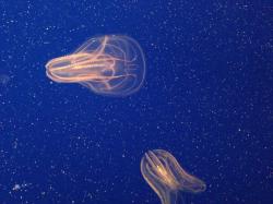 海底的水母