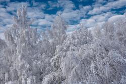 冻结成霜的树枝