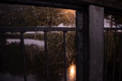 挂满蜘蛛网的铁栏