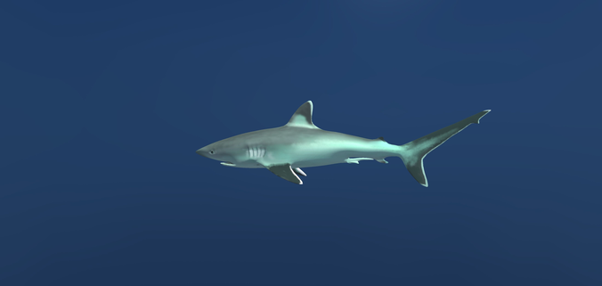 银鳍礁鲨鱼3D模型0