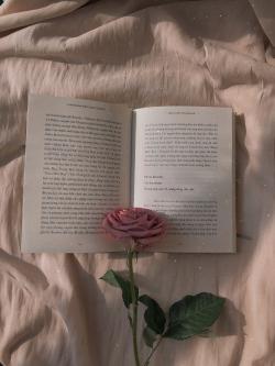 一本书和一朵玫瑰花