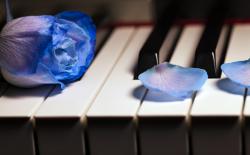 蓝玫瑰在钢琴琴键上
