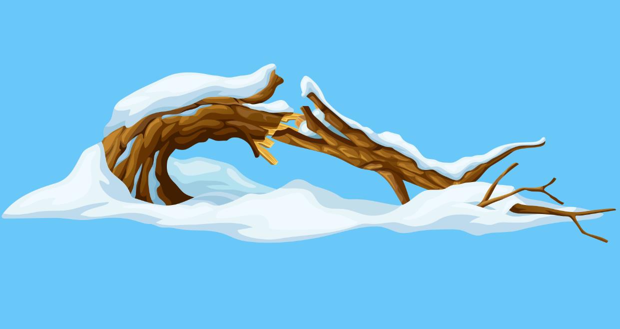 被雪压断的树枝插图0
