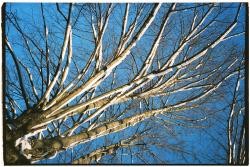 冬天光秃秃的树枝