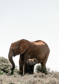 大象妈妈带着小象幼崽