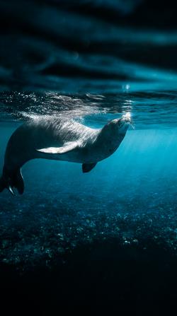 海豹在水里游泳