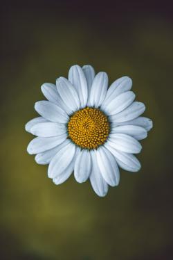 一朵白色小菊花