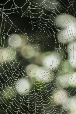 带雨珠的蜘蛛网