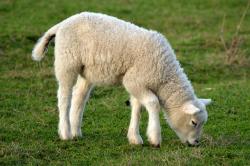 一只小羊在草原上吃草