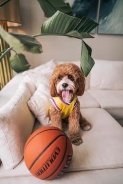 沙发上的小狗和篮球