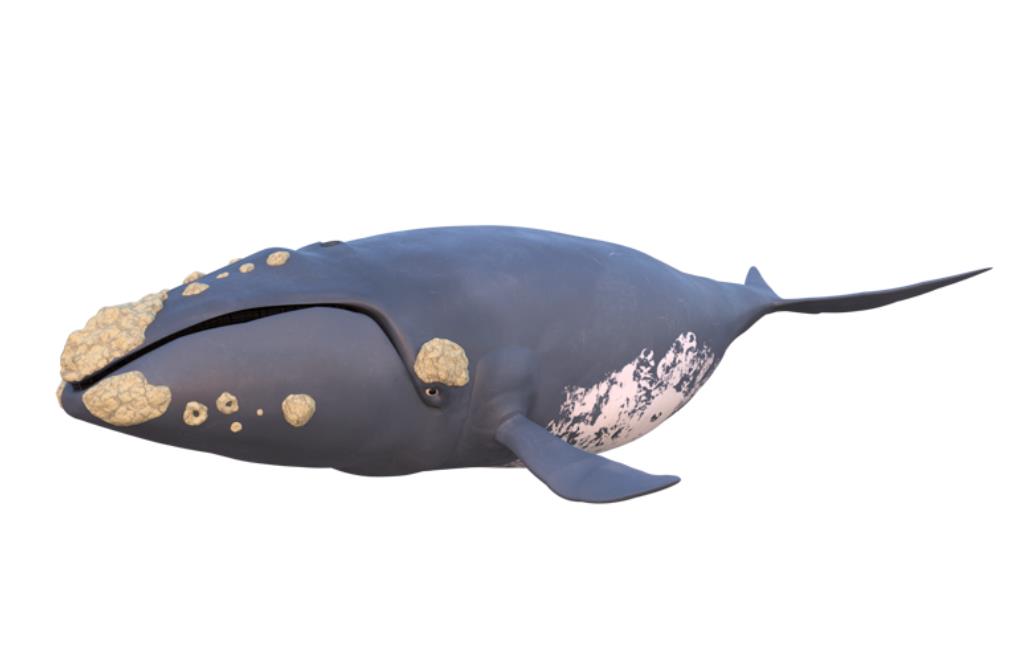 大型海洋鲸鱼模型0