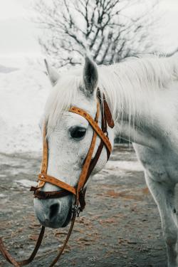 一匹白色的马