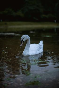 湖面上的一只白鸭