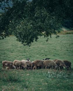 一群吃草的绵羊