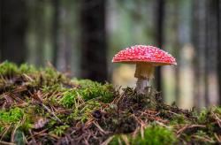 一朵红蘑菇