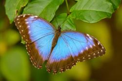 落在叶子上的蓝色蝴蝶