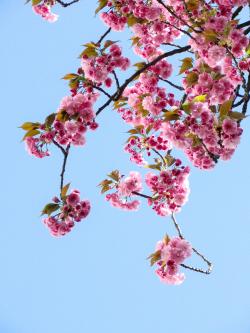 蓝天背景粉色的桃花