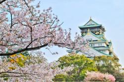 樱花树和日本建筑