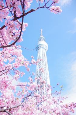 樱花树和塔