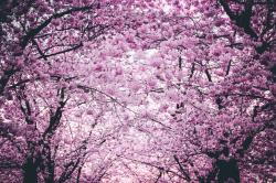 树上开满粉色的花朵