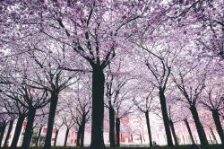 樱花树下的春天