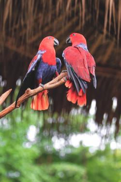 树枝上的两只红鹦鹉