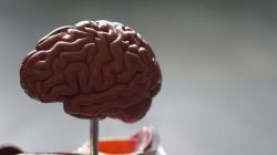 人类大脑模型图片素材,高清图片素材