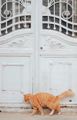 门口的一只棕色猫