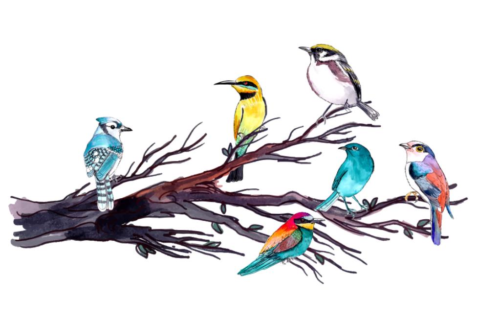 树枝上的各种小鸟插画0