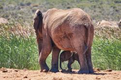 大象妈妈和宝宝