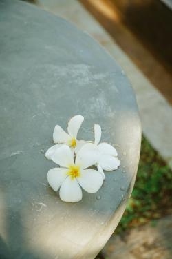 石头上的三朵白色小花