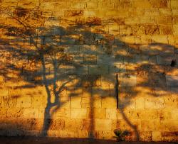 太阳照射在墙上的树影