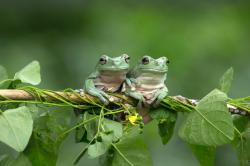 趴在藤蔓上的两只青蛙