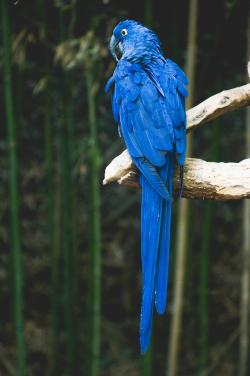 纯蓝色的大头鹦鹉