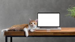 一只猫和一台笔记本电脑
