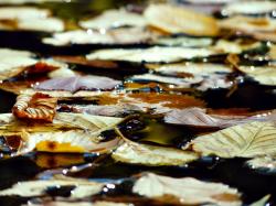 池塘水面漂浮的落叶