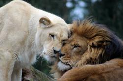 一支公狮子和一只母狮子脸贴脸