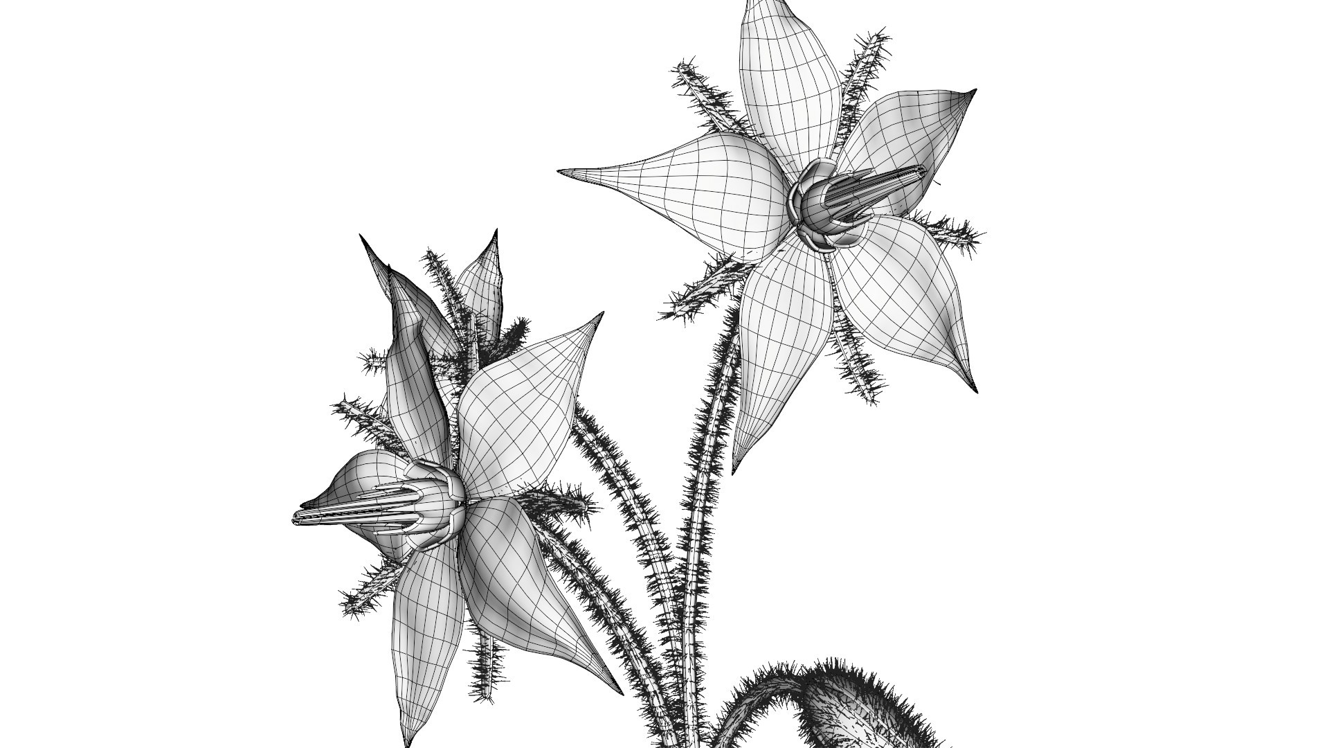 琉璃苣花朵3d植物模型2