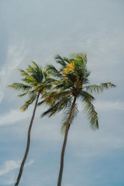 两颗椰子树