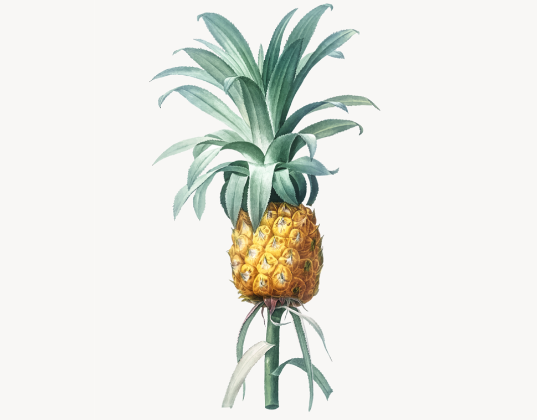 菠萝水果插画0