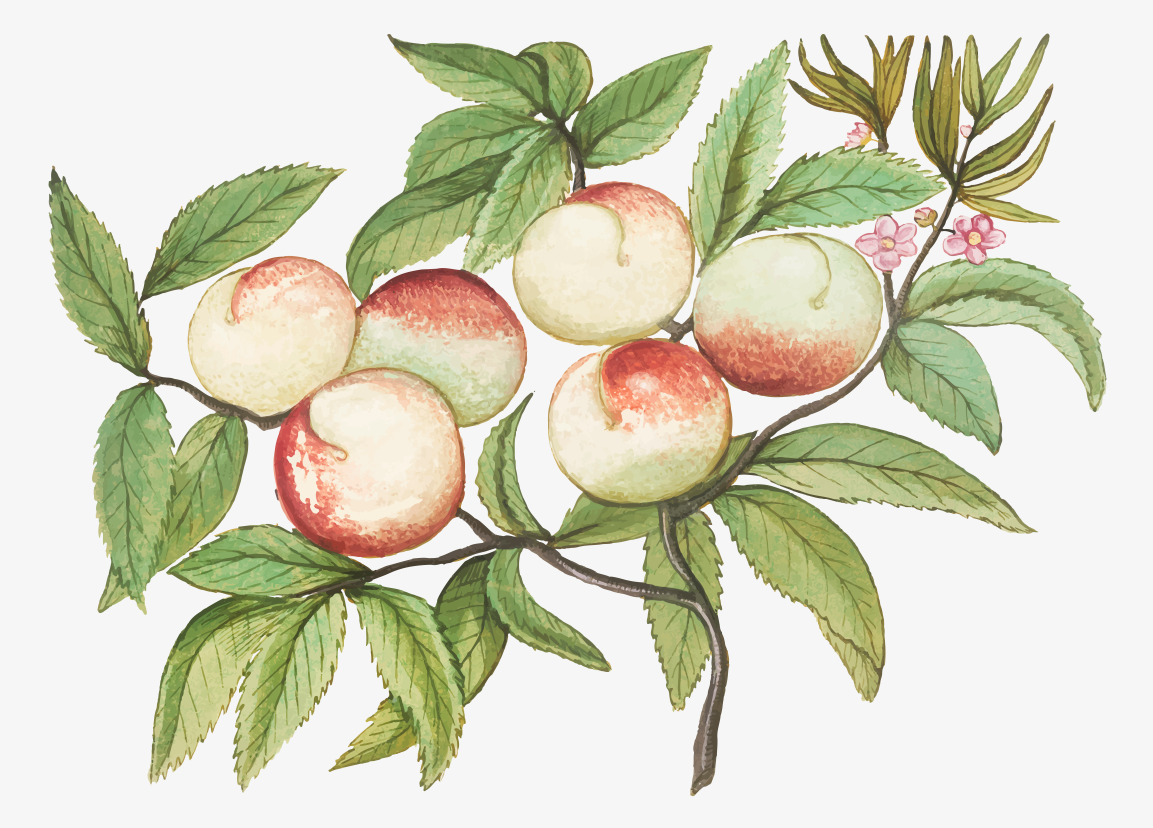 树枝上的桃子插画0