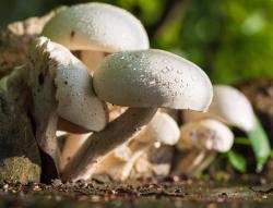 生长的白色蘑菇