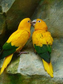 两只可爱的黄绿色鹦鹉