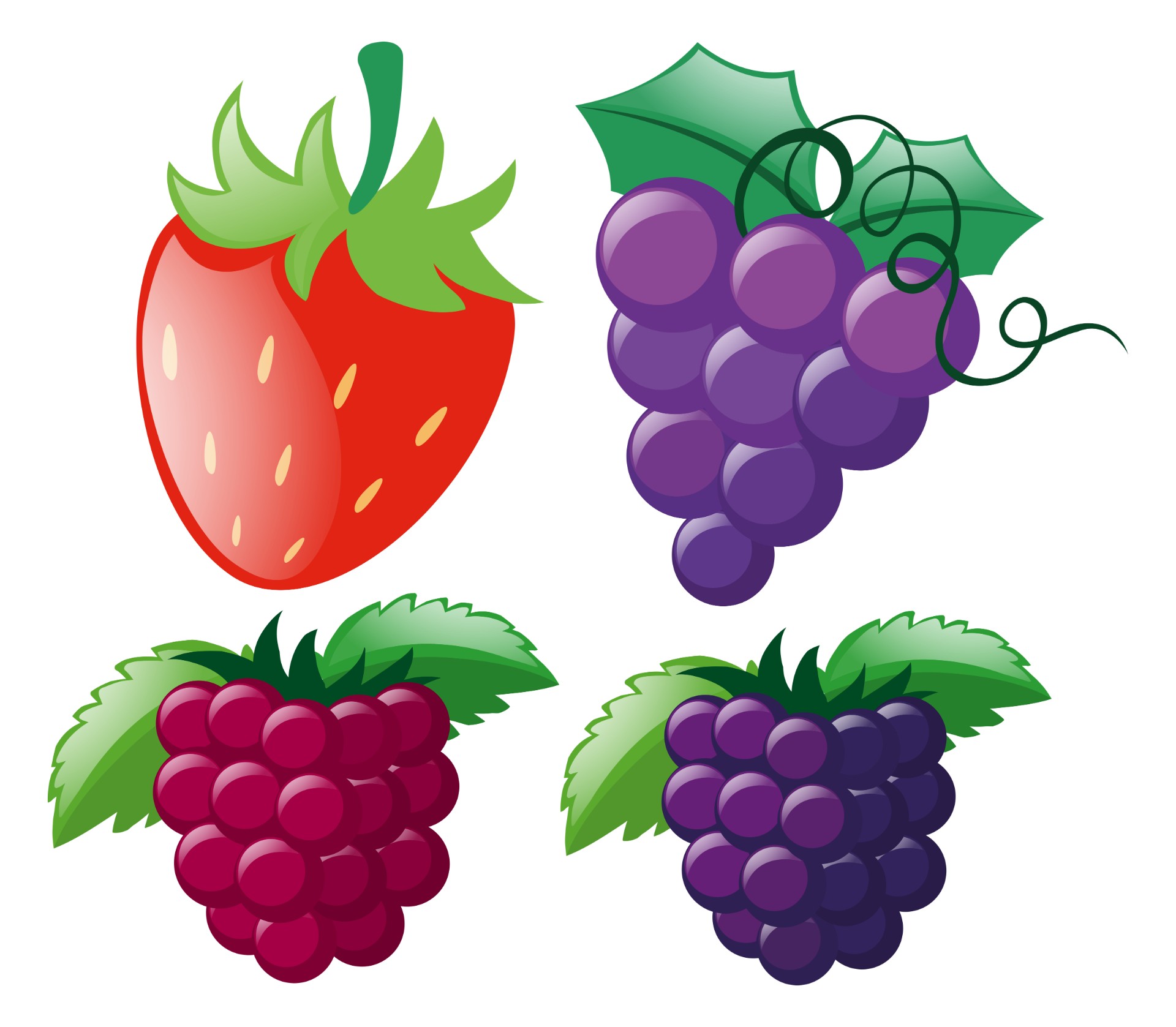 四种类型的浆果插图0