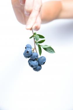 一枝蓝莓