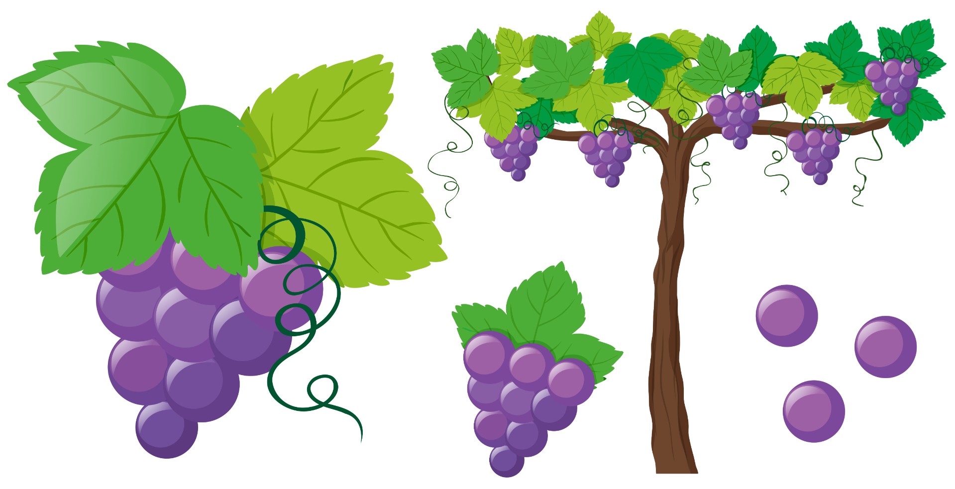 葡萄与葡萄树藤插图0